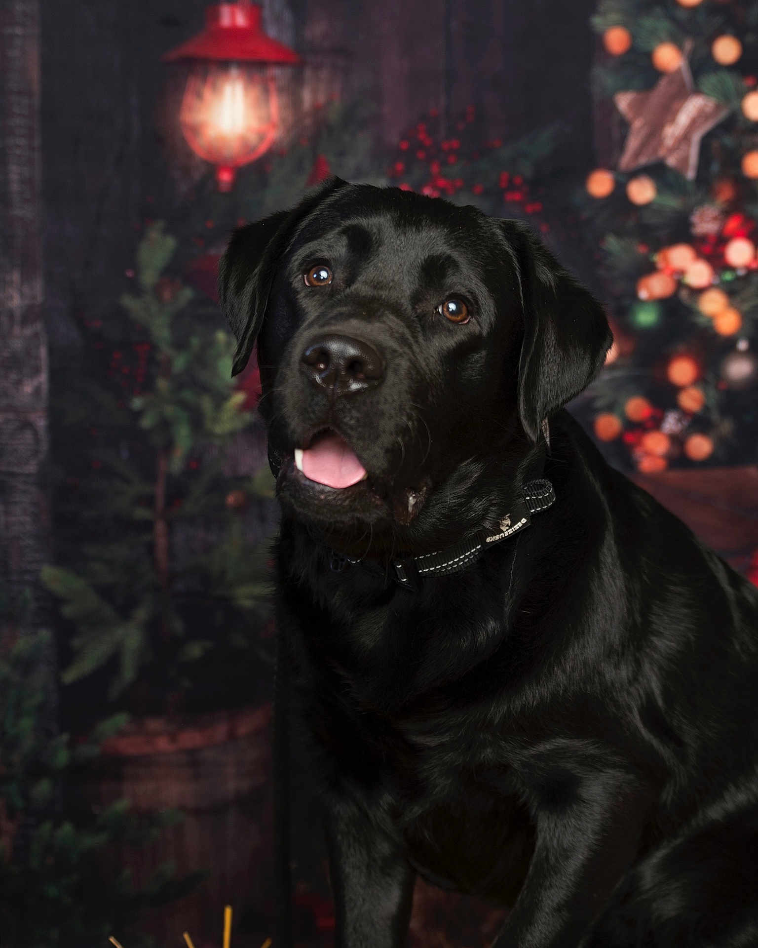 Rex