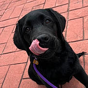 Rex joined the competition — help win amazing prizes! black_labrador, puppy, dog, tongue, leash, purple_leash, licking, outdoor, pavement, red_brick, cute, pet, animal, playful, young_dog, close_up, fur, sitting, canine, friendly