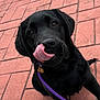 black_labrador, puppy, dog, tongue, leash, purple_leash, licking, outdoor, pavement, red_brick, cute, pet, animal, playful, young_dog, close_up, fur, sitting, canine, friendly