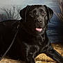 Rex is registered to the contest to win money with this photo: dog, labrador_retriever, black_dog, pet, animal, portrait, lying_down, canine, happy, tongue_out, fur, collar, leash, indoor, floor, straw, background, plant, close_up, friendly