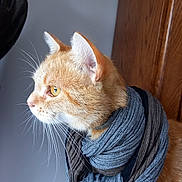 Croquette participe au concours pour gagner de l'argent avec cette photo : cat, orange_cat, scarf, portrait, indoor, whiskers, fur, pet, animal, closeup, side_profile, cozy, warm_clothing, domestic_cat, feline, looking_away, wooden_door, gray_wall, texture, soft_light