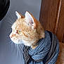 cat, orange_cat, scarf, portrait, indoor, whiskers, fur, pet, animal, closeup, side_profile, cozy, warm_clothing, domestic_cat, feline, looking_away, wooden_door, gray_wall, texture, soft_light