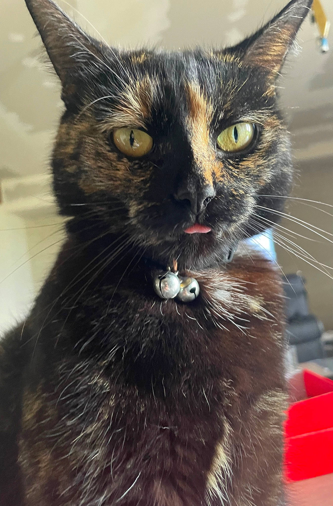 Chanel participe au concours pour gagner de l'argent avec cette photo : black_cat, carnivore, cat, claw, collar, domestic_short_haired_cat, eye, felidae, fur, iris, mammal, paw, small_to_medium_sized_cats, snout, tail, terrestrial_animal, tree, whiskers, wildlife, window