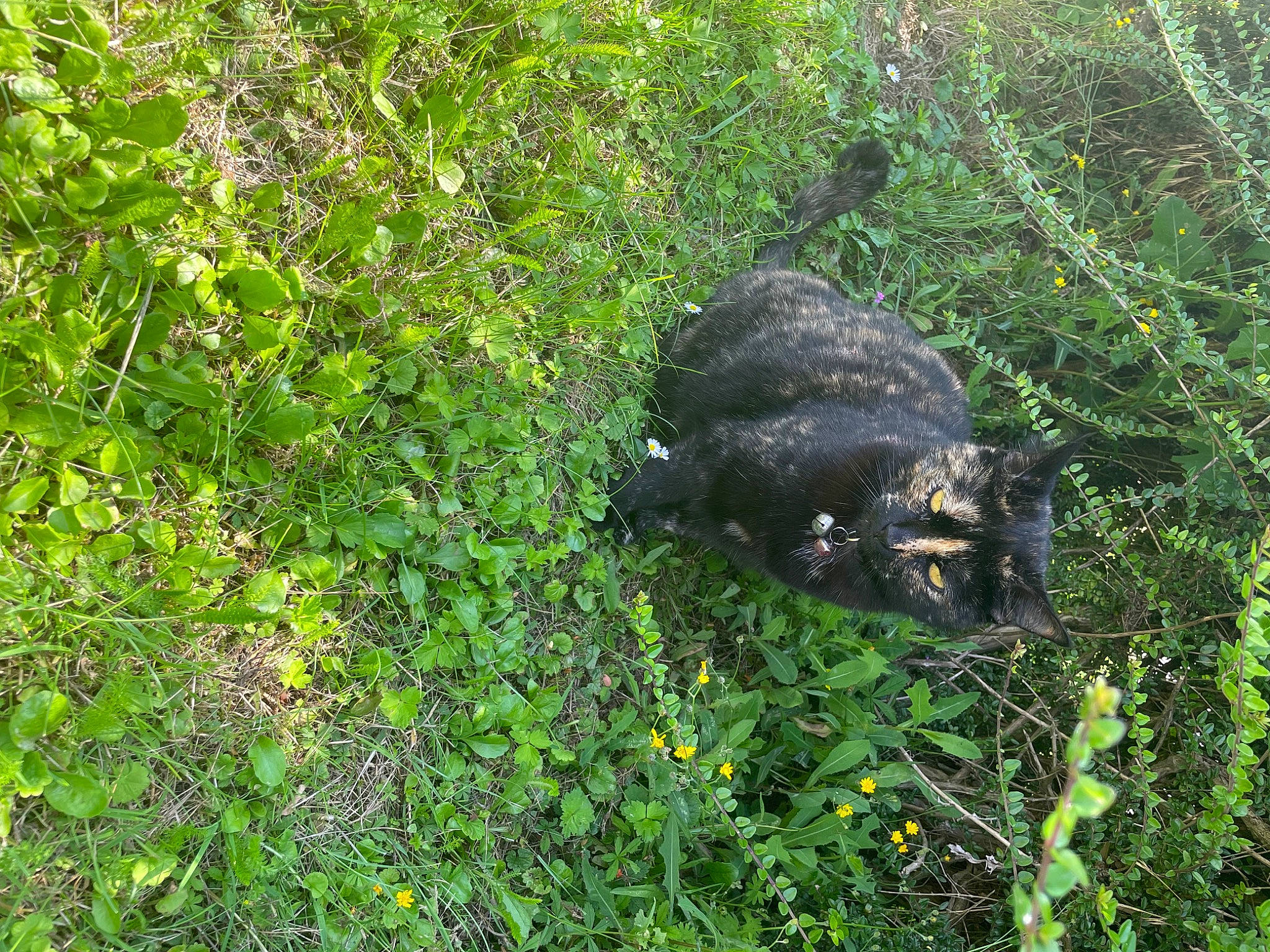 Chanel a rejoint le concours — aidez-le/la à gagner de superbes lots ! bedrock, carnivore, grass, grassland, groundcover, herb, jungle, natural_landscape, non_vascular_land_plant, plant, rock, shrub, shrubland, soil, sporting_group, terrestrial_animal, terrestrial_plant, wildlife, wood, working_animal