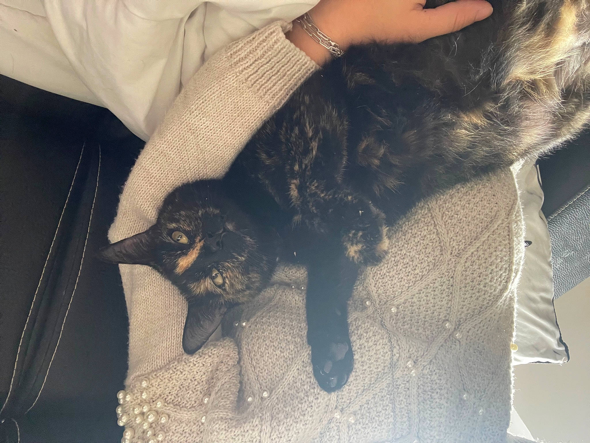 Chanel a rejoint le concours — aidez-le/la à gagner de superbes lots ! canidae, carnivore, comfort, companion_dog, dog, dog_breed, ear, fashion_accessory, fawn, felidae, fur, gesture, liver, nail, small_to_medium_sized_cats, snout, sporting_group, street_fashion, whiskers, wrist