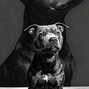Usko a rejoint le concours — aidez-le/la à gagner de superbes lots ! dog, puppy, adult_dog, black_dog, portrait, black_and_white, studio, sitting, front_facing, short_coat, muscular, pit_bull_type, white_chest_marking, large_dog, small_dog, family_portrait, backdrop, carpet, dramatic_lighting, photography