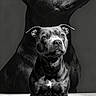 dog, puppy, adult_dog, black_dog, portrait, black_and_white, studio, sitting, front_facing, short_coat, muscular, pit_bull_type, white_chest_marking, large_dog, small_dog, family_portrait, backdrop, carpet, dramatic_lighting, photography