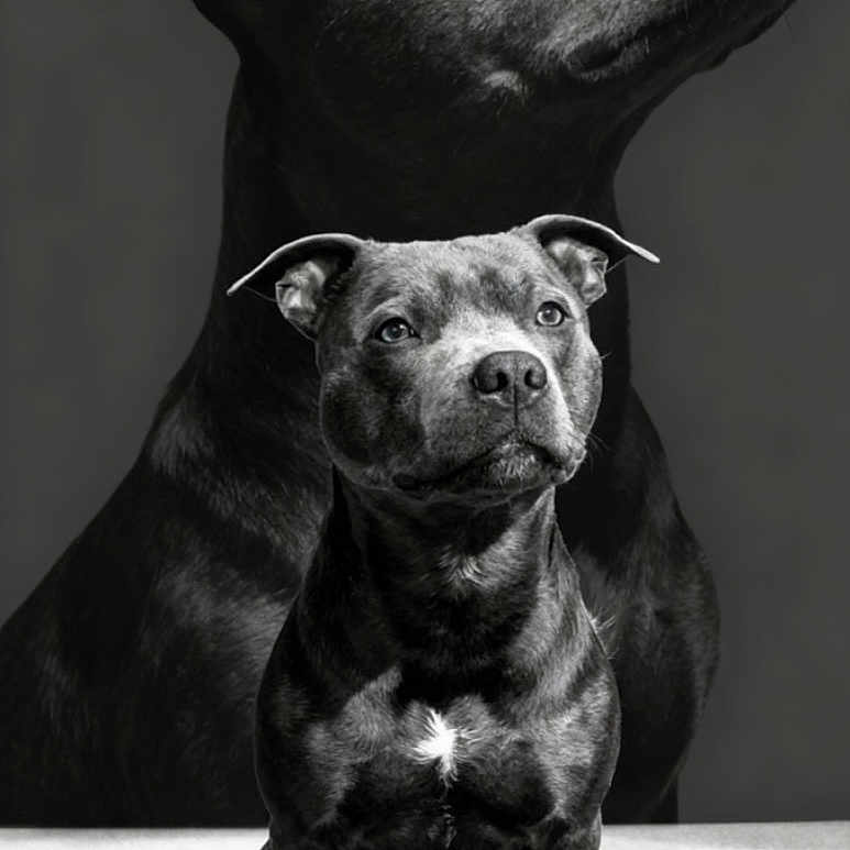 Usko a rejoint le concours — aidez-le/la à gagner de superbes lots ! dog, puppy, adult_dog, black_dog, portrait, black_and_white, studio, sitting, front_facing, short_coat, muscular, pit_bull_type, white_chest_marking, large_dog, small_dog, family_portrait, backdrop, carpet, dramatic_lighting, photography