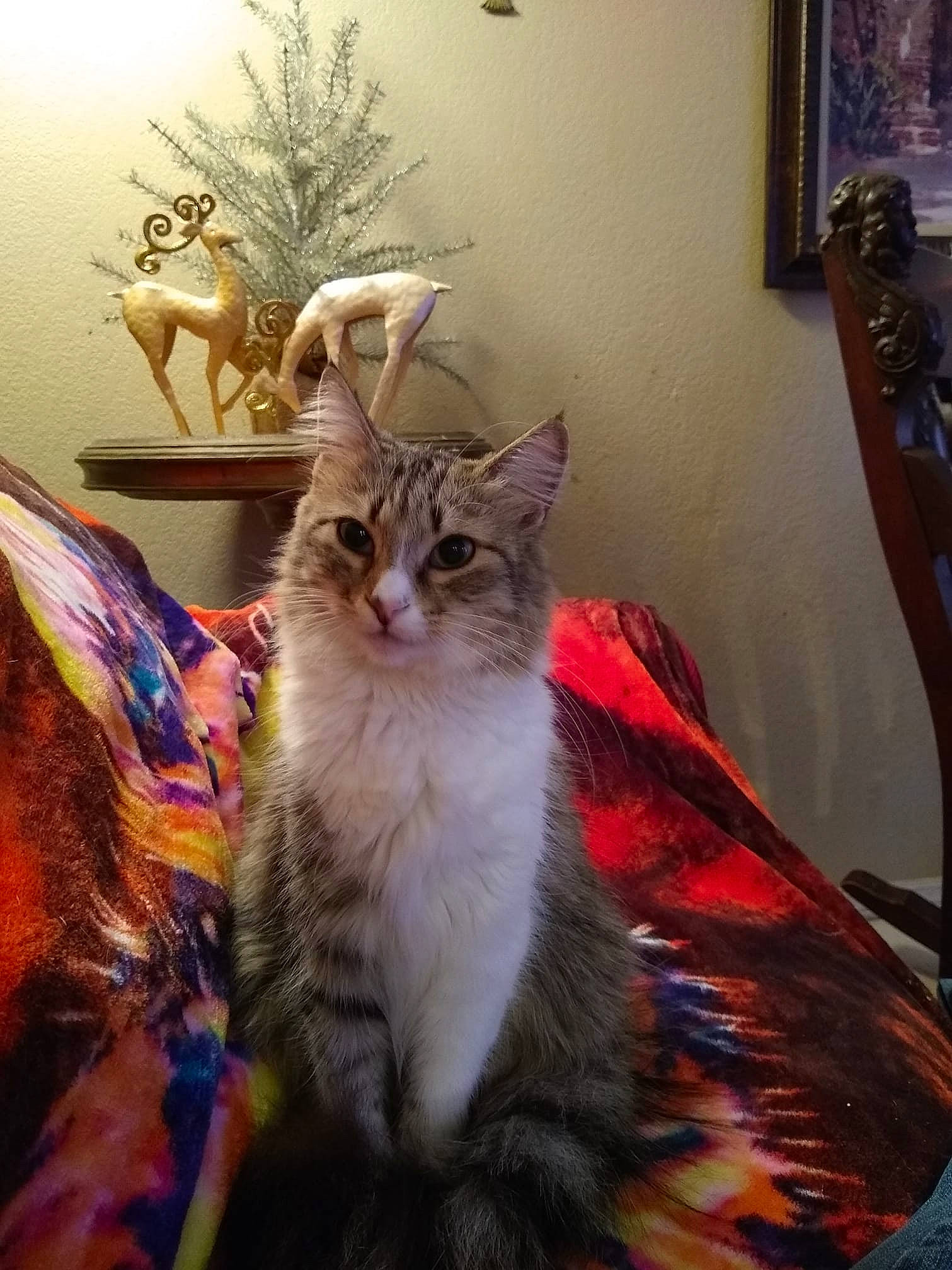 Bently joined the competition — help win amazing prizes! carnivore, cat, domestic_long_haired_cat, felidae, fur, kitten, maine_coon, mammal, norwegian_forest_cat, small_to_medium_sized_cats, tabby_cat, whiskers