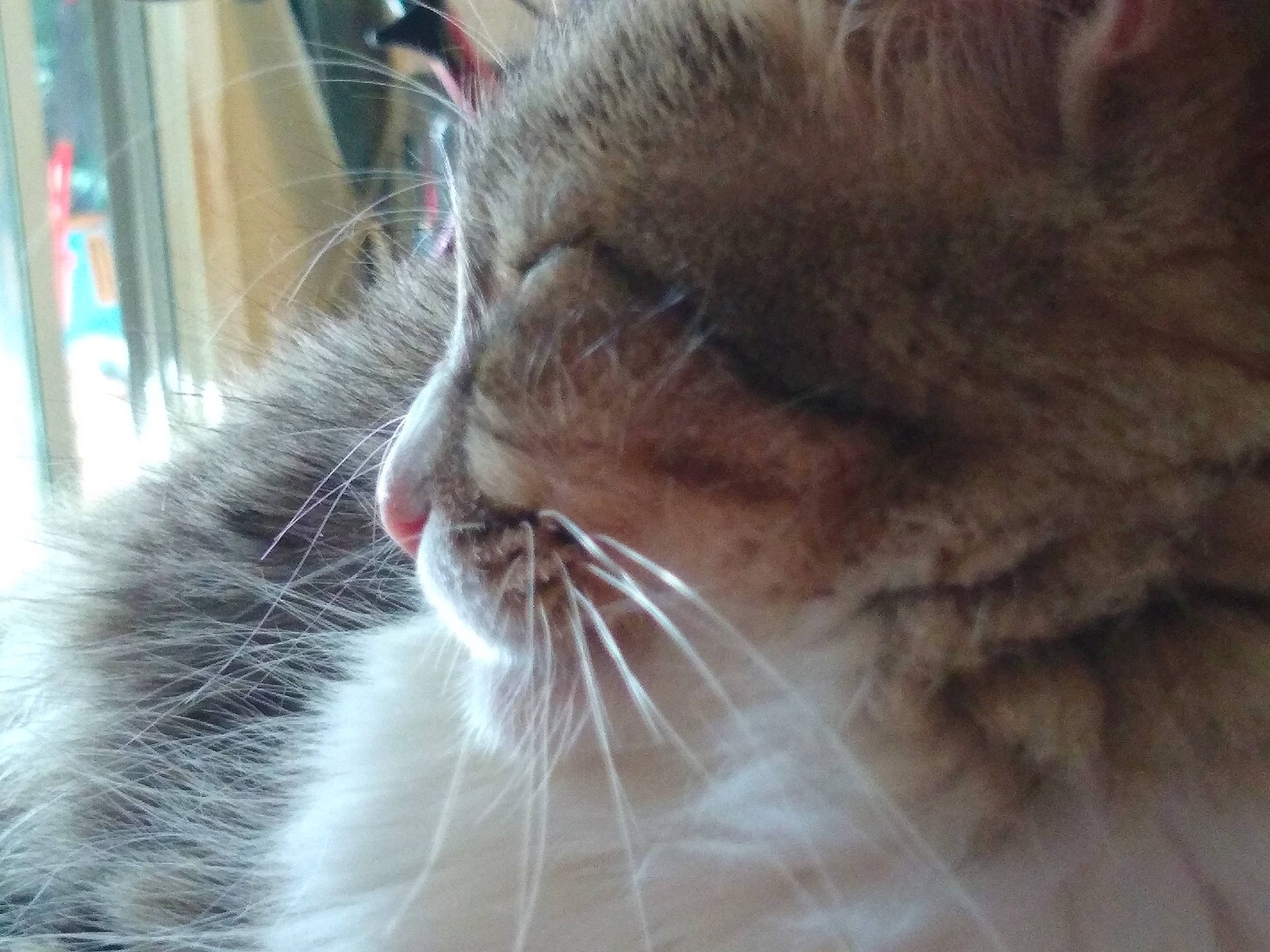 Bently is registered to the contest to win money with this photo: asian, carnivore, cat, close_up, domestic_short_haired_cat, ear, european_shorthair, eye, facial_expression, fawn, felidae, fur, kitten, mammal, nose, ojos_azules, small_to_medium_sized_cats, snout, tabby_cat, whiskers