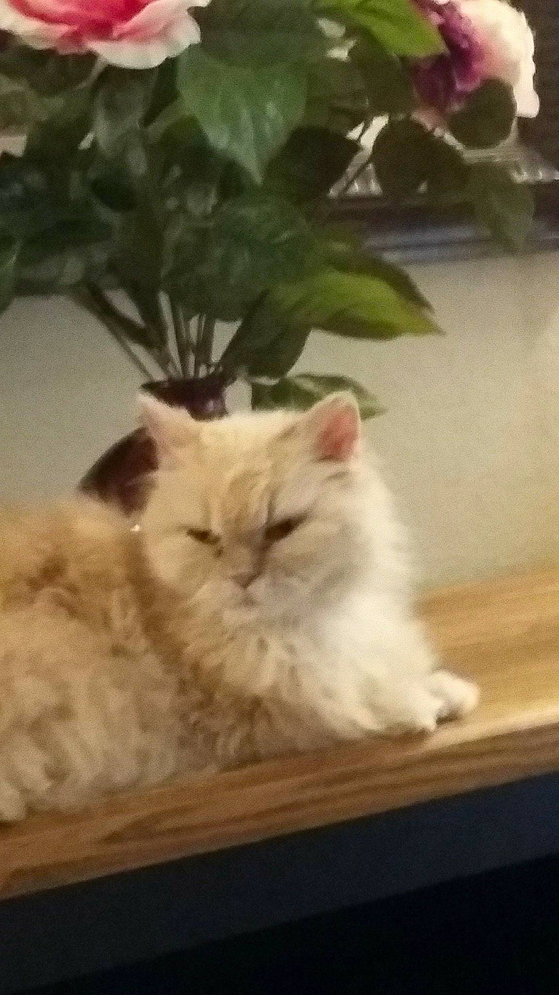 Princess joined the competition — help win amazing prizes! american_curl, asian, british_semi_longhair, carnivore, cat, domestic_long_haired_cat, eye, felidae, fur, kitten, mammal, napoleon_cat, persian, ragamuffin, ragdoll, small_to_medium_sized_cats, turkish_angora, turkish_van, vertebrate, whiskers