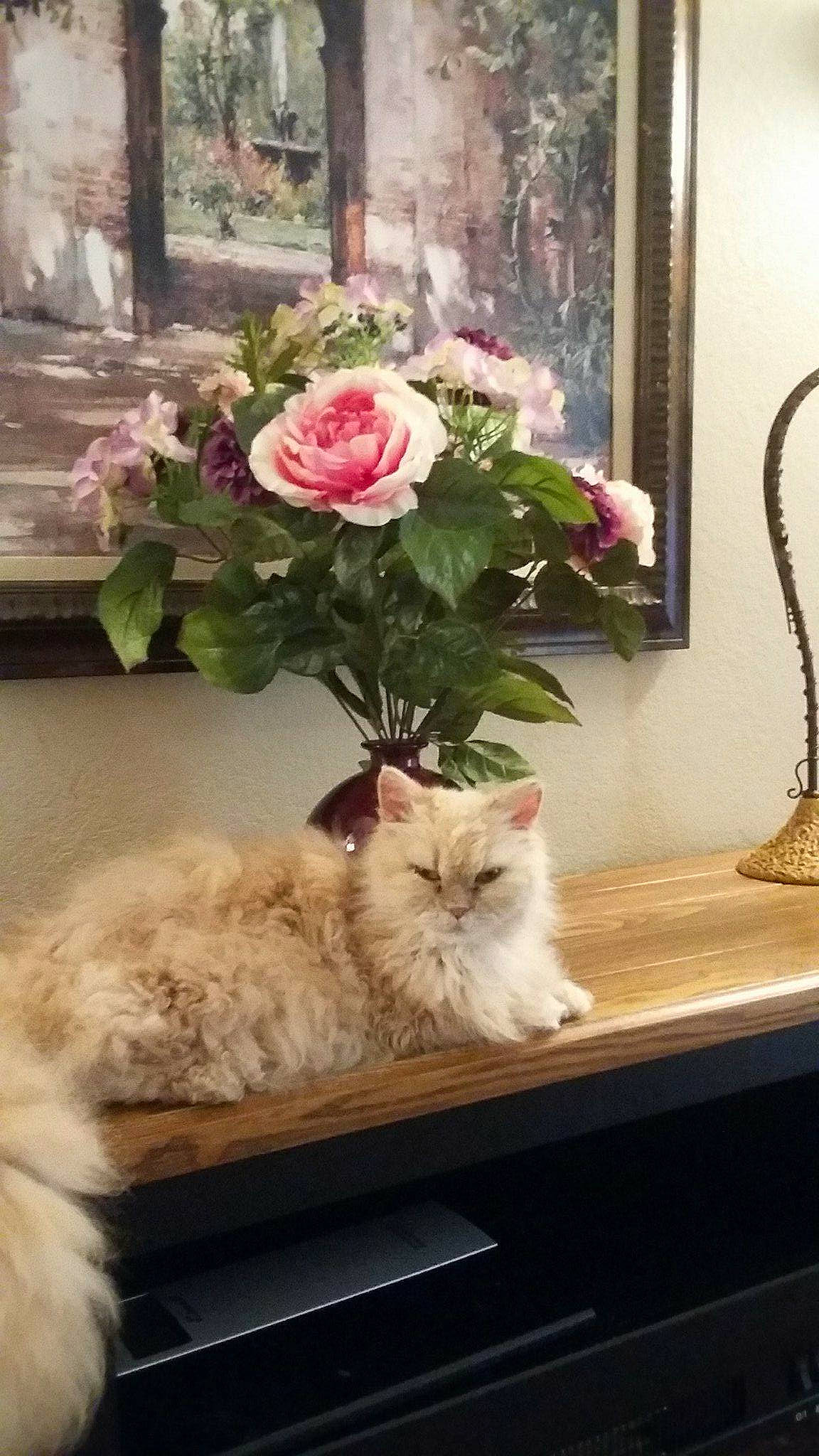 Princess joined the competition — help win amazing prizes! british_longhair, carnivore, cat, domestic_long_haired_cat, felidae, flower, fur, home, interior_design, kitten, norwegian_forest_cat, persian, plant, ragamuffin, ragdoll, room, small_to_medium_sized_cats, table, whiskers, window