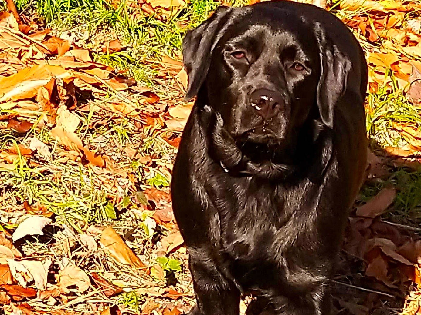 Oona a rejoint le concours — aidez-le/la à gagner de superbes lots ! borador, canidae, carnivore, companion_dog, dog, dog_breed, dog_collar, fur, grass, guard_dog, gun_dog, labrador_retriever, leaf, liver, plant, retriever, snout, sporting_group, tree, working_animal