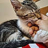 Sayann a rejoint le concours — aidez-le/la à gagner de superbes lots ! animal, blanket, cat, claws, cozy, cute, feline, hand, holding, indoor, interaction, kitten, paw, pet, playing, resting, striped, tabby, tender, young