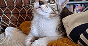 Sayann participe au concours pour gagner de l'argent avec cette photo : animal, blanket, cat, cozy, curious, decor, drum, ears, face, furniture, hat, home, indoor, kitten, looking_up, pet, resting, shelf, towel, whiskers