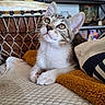 animal, blanket, cat, cozy, curious, decor, drum, ears, face, furniture, hat, home, indoor, kitten, looking_up, pet, resting, shelf, towel, whiskers