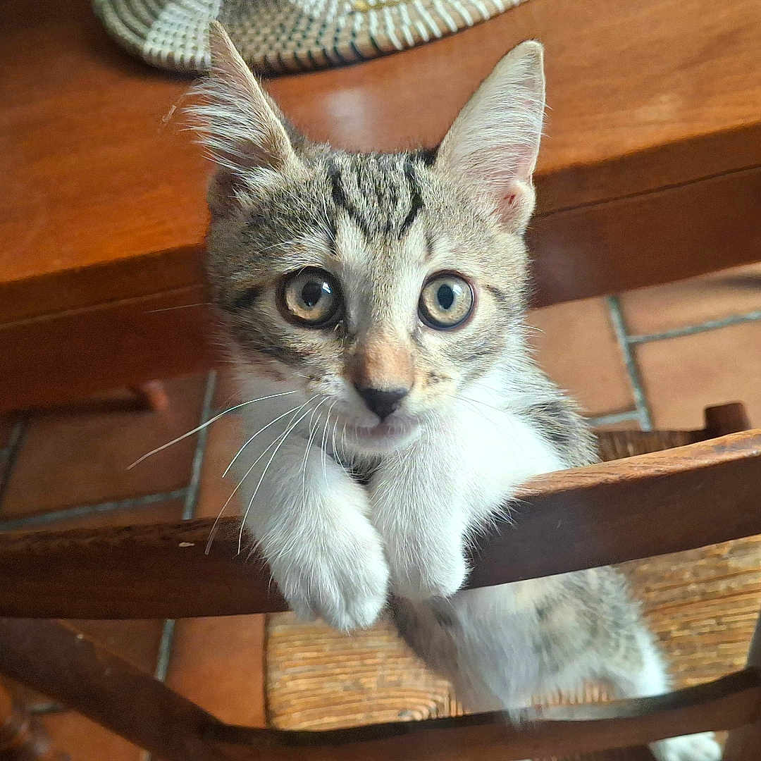 Sayann a rejoint le concours — aidez-le/la à gagner de superbes lots ! kitten, cat, wooden_chair, table, indoor, curious, wide_eyes, furniture, pet, domestic_animal, floor_tiles, wood, brown, cute, young_animal, whiskers, paws, looking, home, cozy