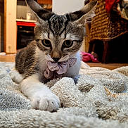 Sayann a rejoint le concours — aidez-le/la à gagner de superbes lots ! animal, cat, close_up, cozy, curious, cute, domestic, floor, furniture, home, indoor, kitten, paw, pet, scrunchie, tabby, towel, wooden_cabinet, woven_chair, young_cat