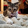 animal, cat, close_up, cozy, curious, cute, domestic, floor, furniture, home, indoor, kitten, paw, pet, scrunchie, tabby, towel, wooden_cabinet, woven_chair, young_cat