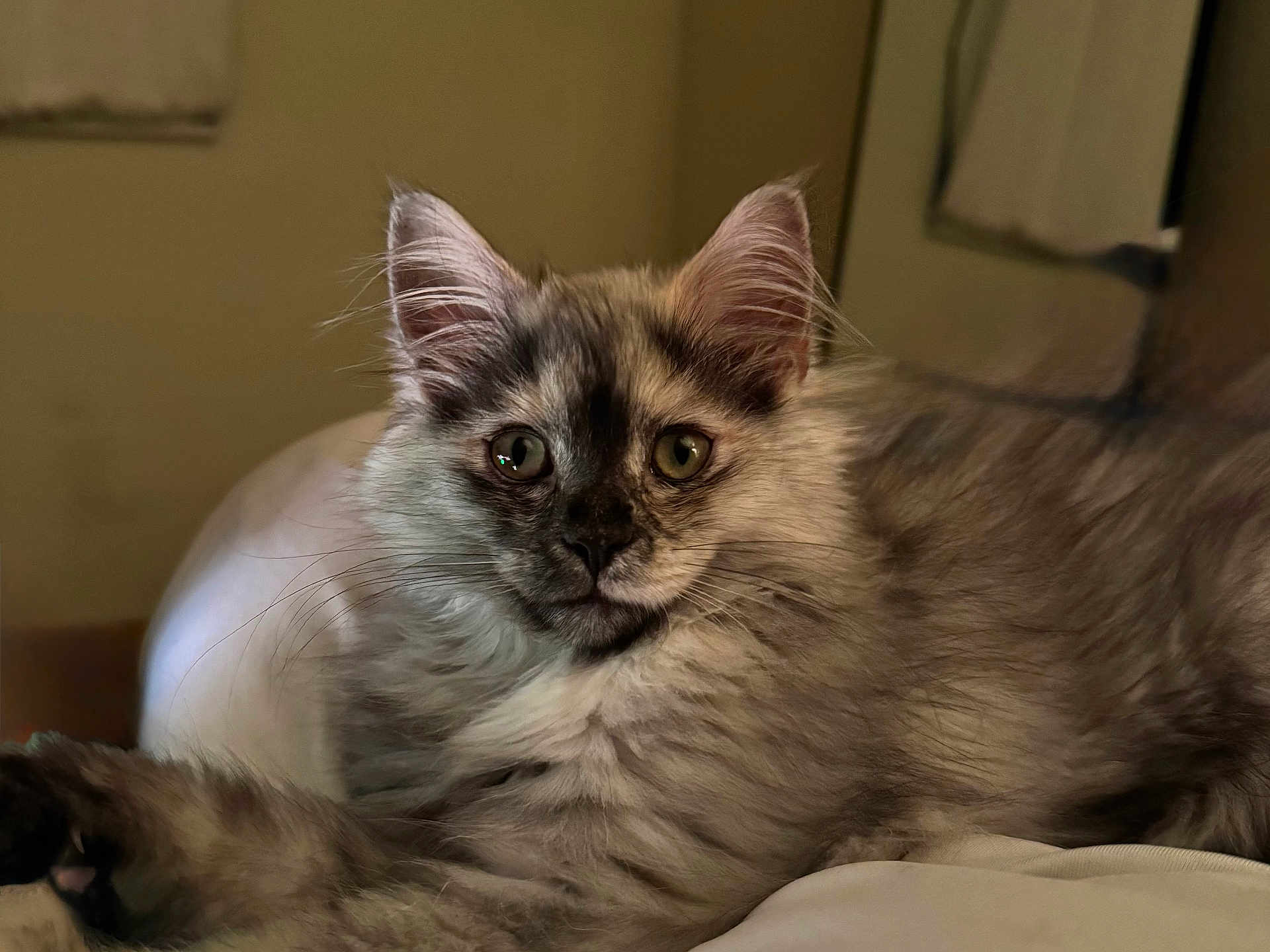 Stormi is registered to the contest to win money with this photo: cat, kitten, fluffy_fur, whiskers, ears, green_eyes, portrait, close_up, indoor, bedding, bed, cozy, relaxed, pet, feline, muzzle, nose, long_hair, gaze, soft_lighting