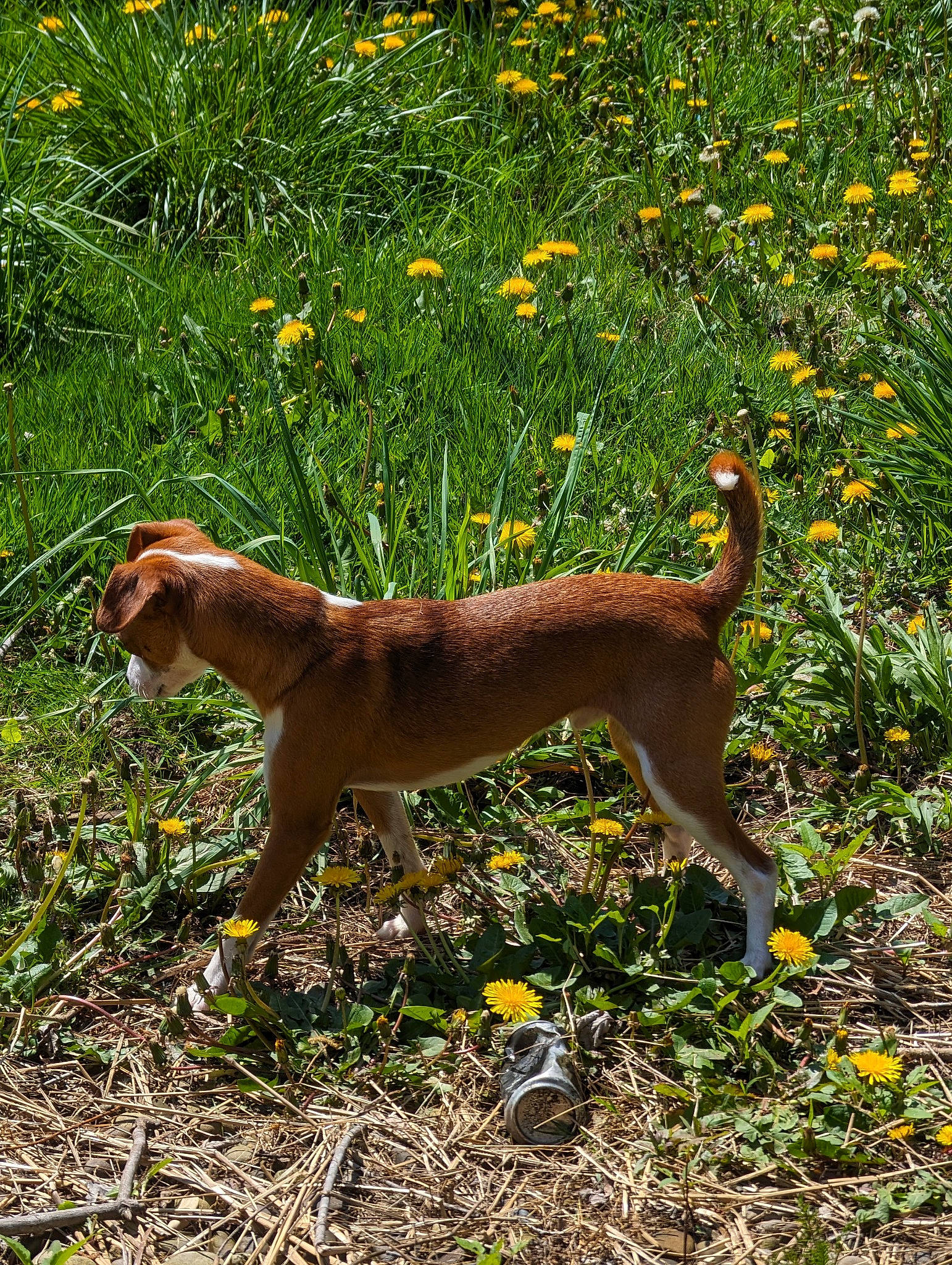 Nugget joined the competition — help win amazing prizes! canidae, carnivore, collar, companion_dog, dog, dog_breed, flower, grass, grassland, groundcover, gun_dog, hunting_dog, liver, plant, tail, terrestrial_animal, working_animal, working_dog