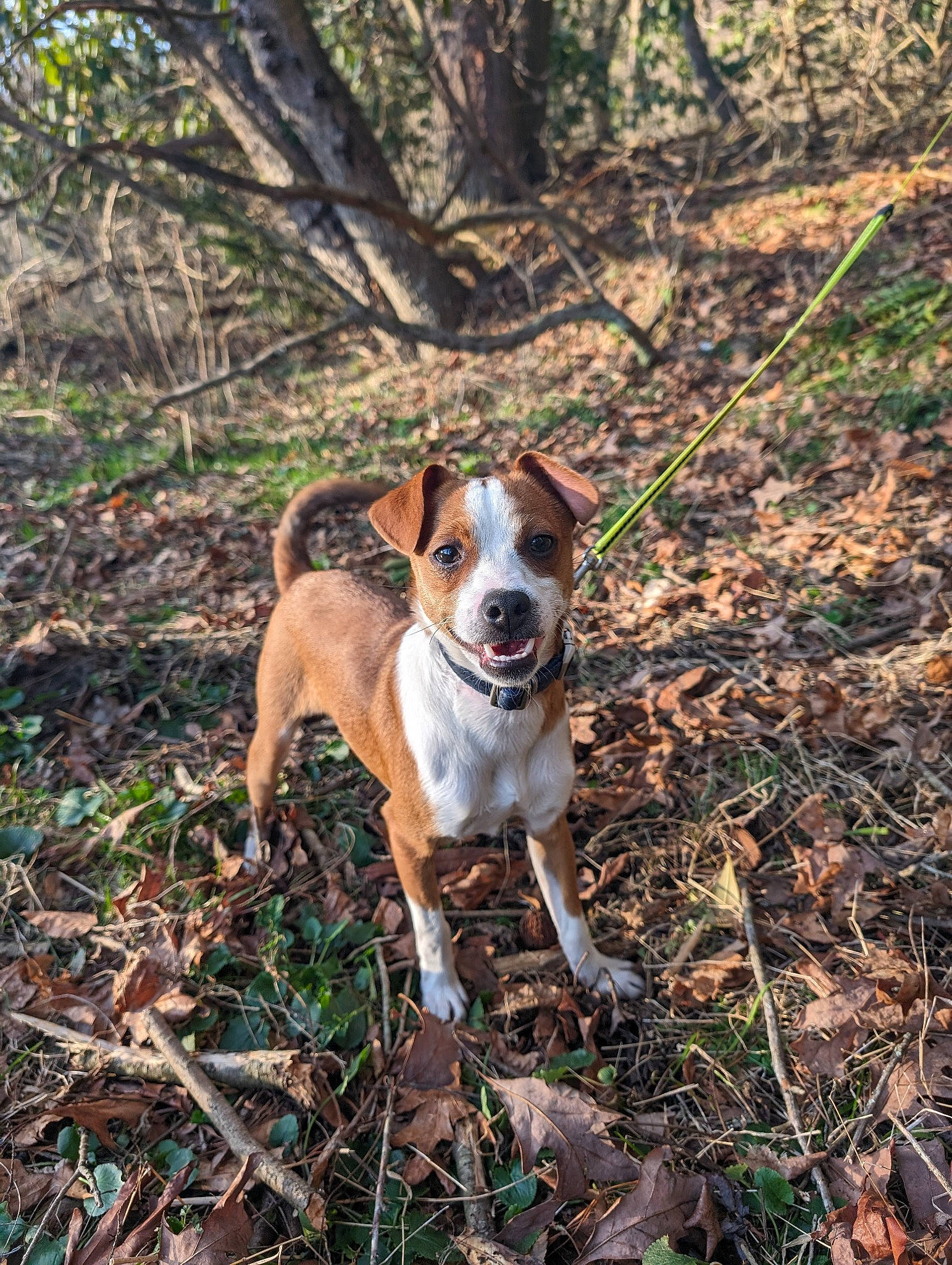 Nugget is registered to the contest to win money with this photo: carnivore, collar, companion_dog, dog, dog_breed, fawn, forest, grass, gun_dog, hound, irishjacks, plant, soil, sporting_group, tail, terrestrial_animal, terrier, tree, woodland, working_terrier