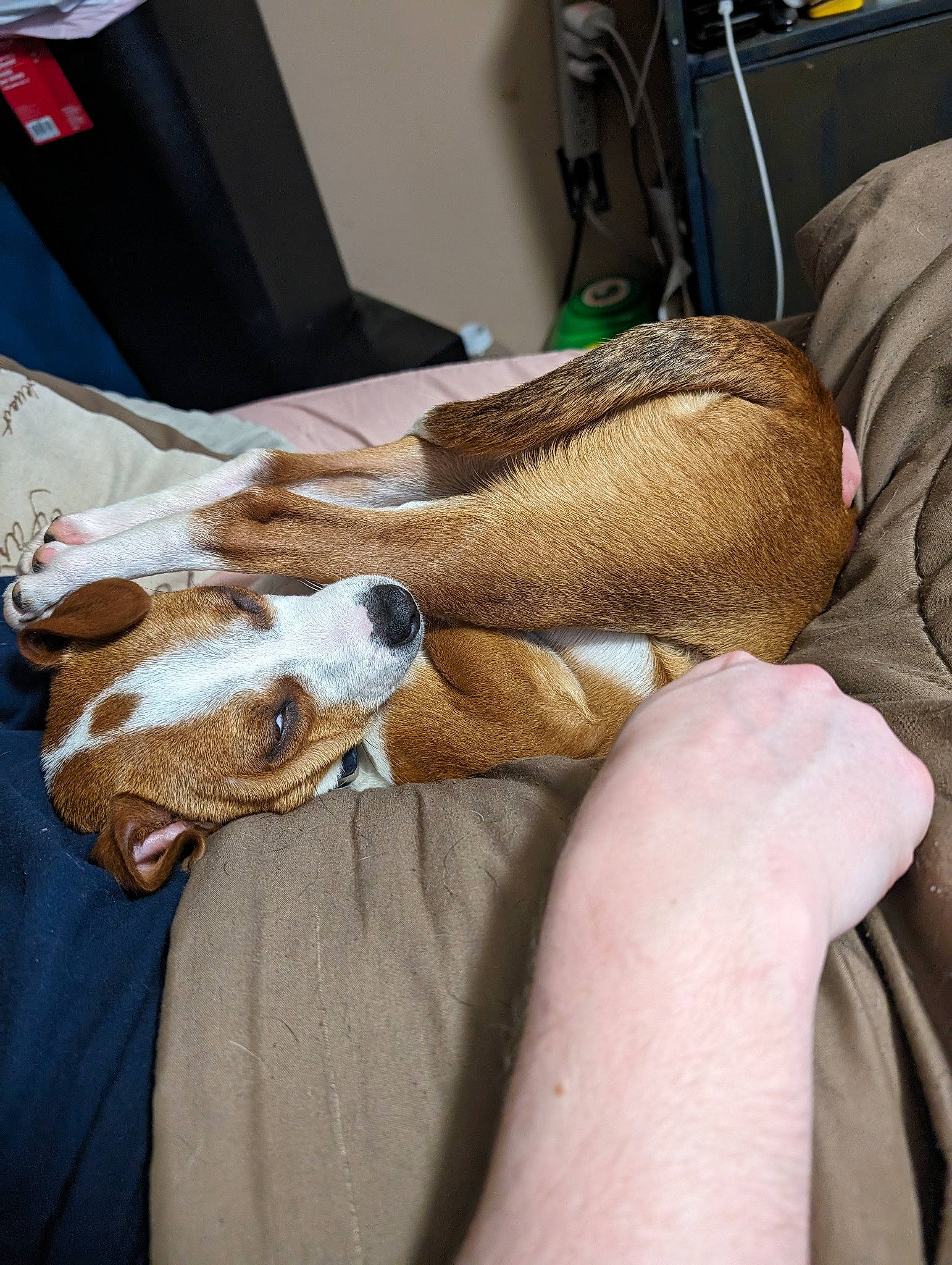 Nugget is registered to the contest to win money with this photo: bed, carnivore, comfort, companion_dog, dog, dog_breed, fawn, felidae, finger, foot, fur, human_leg, knee, leg, linens, mammal, small_to_medium_sized_cats, thigh, whiskers, wrist