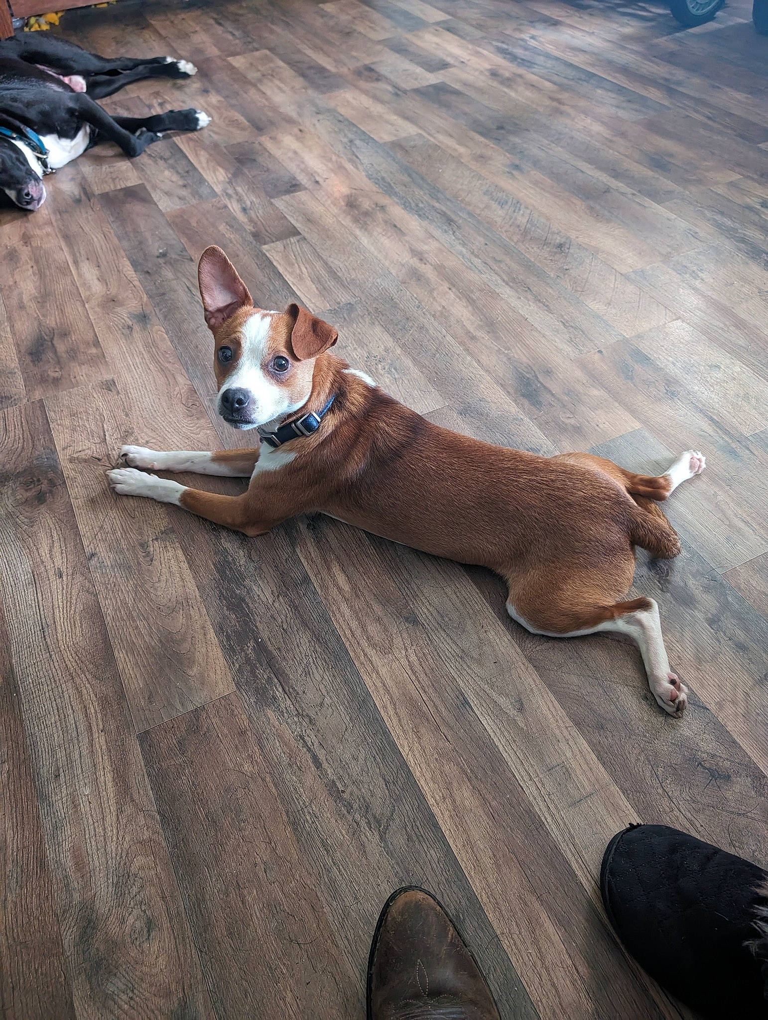 Nugget joined the competition — help win amazing prizes! canidae, carnivore, collar, comfort, companion_dog, dog, dog_breed, dog_supply, fawn, flooring, foot, hardwood, paw, snout, sporting_group, tail, walking_shoe, wood, wood_flooring, working_animal