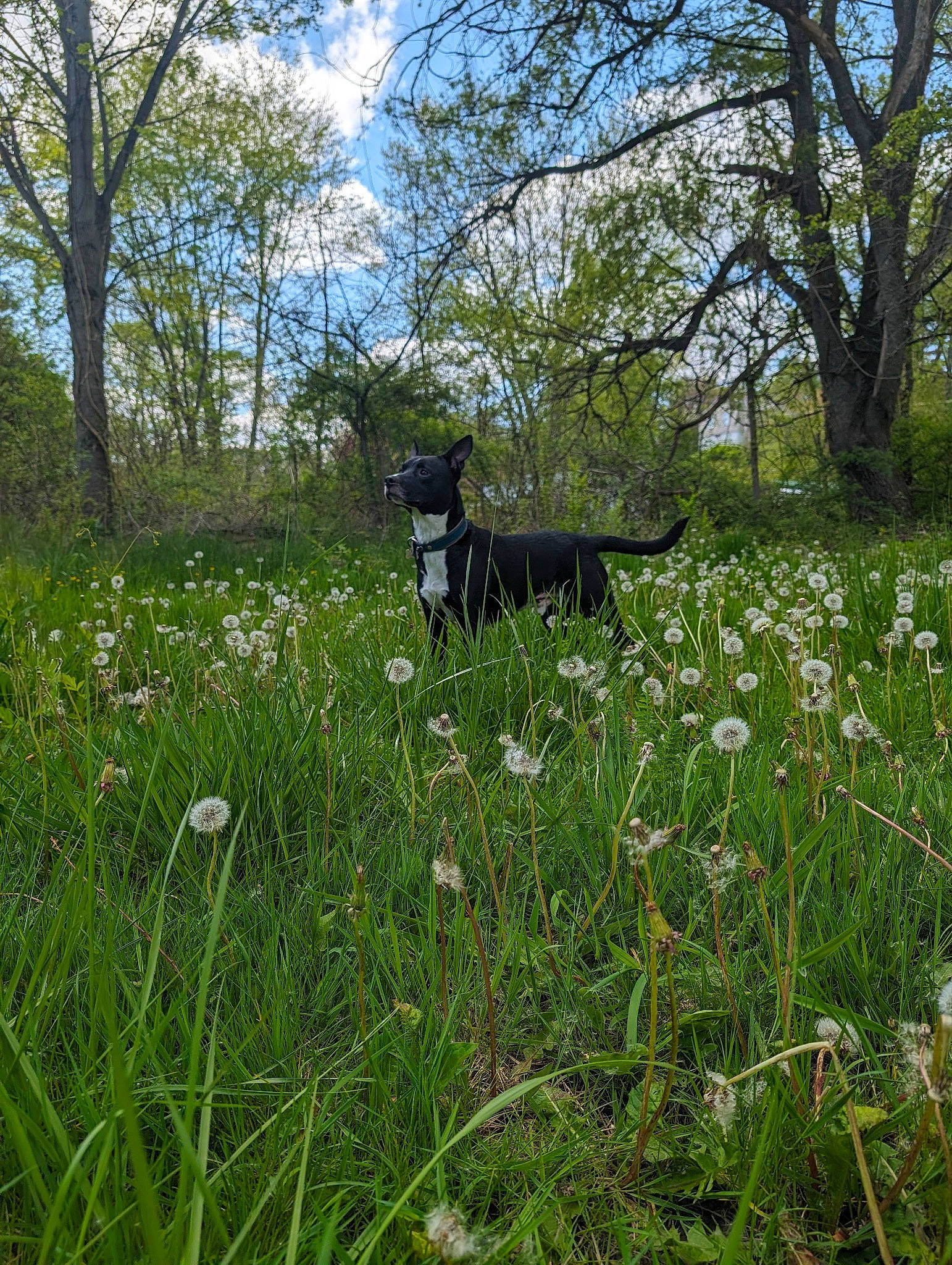X. joined the competition — help win amazing prizes! cloud, ecoregion, flower, flowering_plant, forest, grass, grass_family, grassland, groundcover, herbaceous_plant, landscape, meadow, natural_landscape, plant, plant_community, prairie, shrub, sky, terrestrial_plant, tree