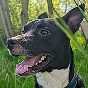 X. is registered to the contest to win money with this photo: accessories, animal, bodypart, bulldog, canine, collar, dog, grass, hound, labradorretriever, land, nature, outdoors, pet, plant, puppy, strap, tree, vegetation, woodland