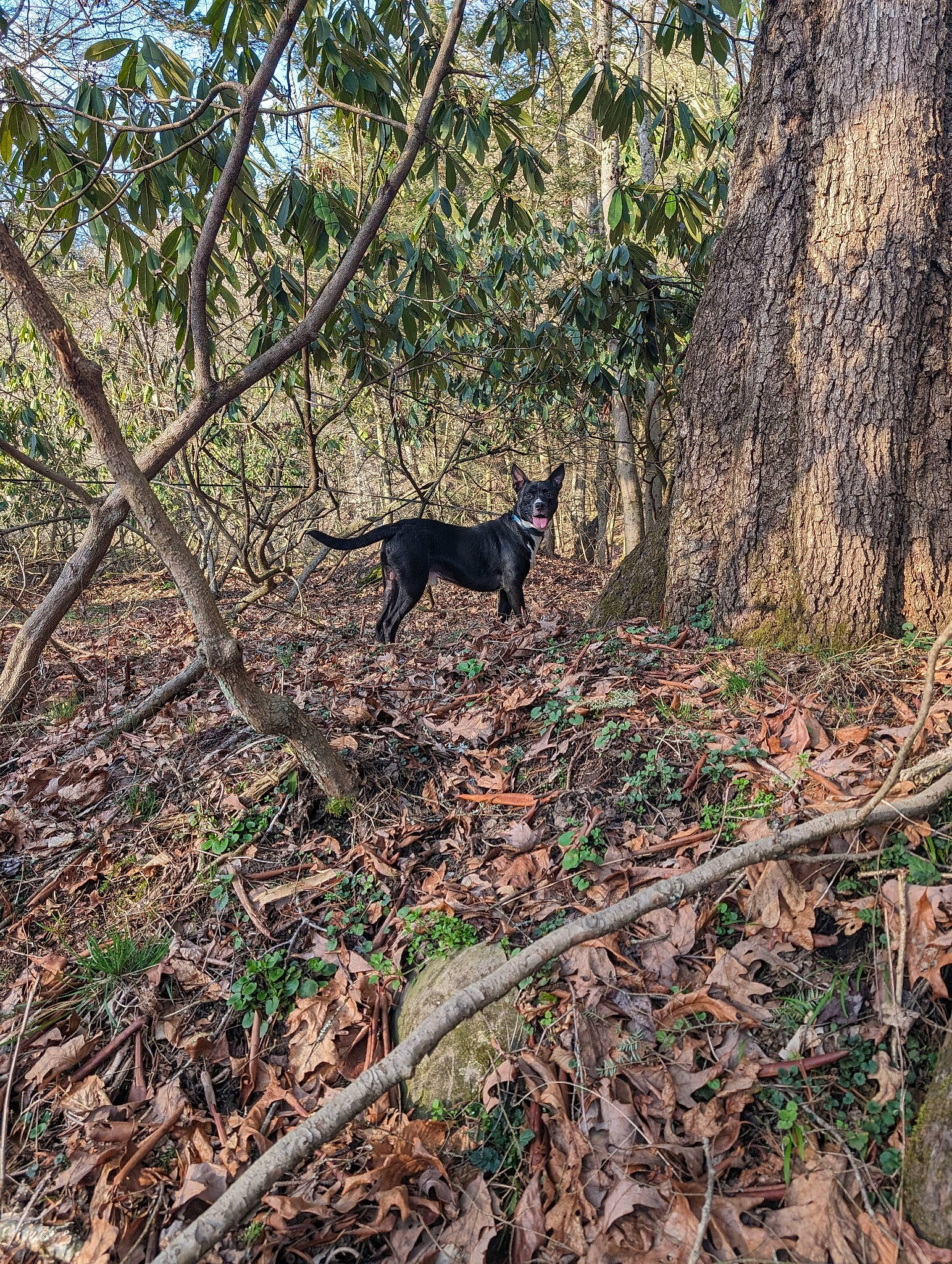 X. is registered to the contest to win money with this photo: carnivore, cat, felidae, forest, grass, groundcover, jungle, natural_landscape, plant, shadow, soil, tail, temperate_broadleaf_and_mixed_forest, terrestrial_animal, tree, twig, vegetation, wildlife, wood, woodland