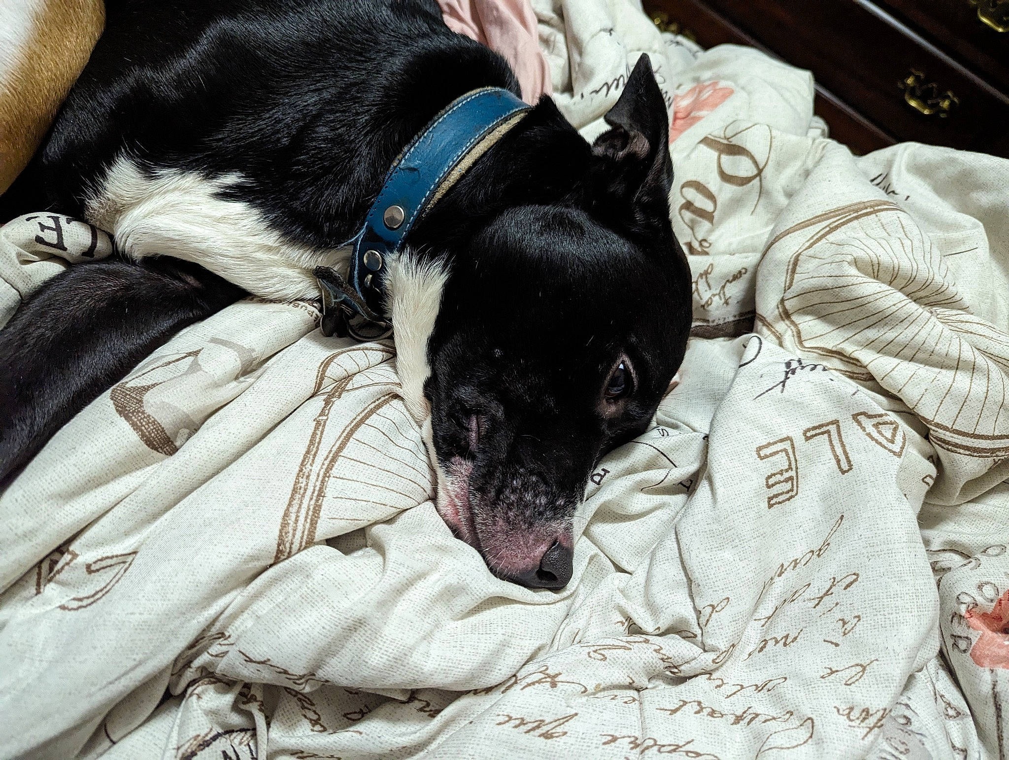 X. is registered to the contest to win money with this photo: canidae, carnivore, collar, comfort, companion_dog, dog, dog_breed, dog_collar, dog_supply, fur, guard_dog, linens, nap, pattern, snout, sporting_group, terrestrial_animal, toy_dog, whiskers, working_animal