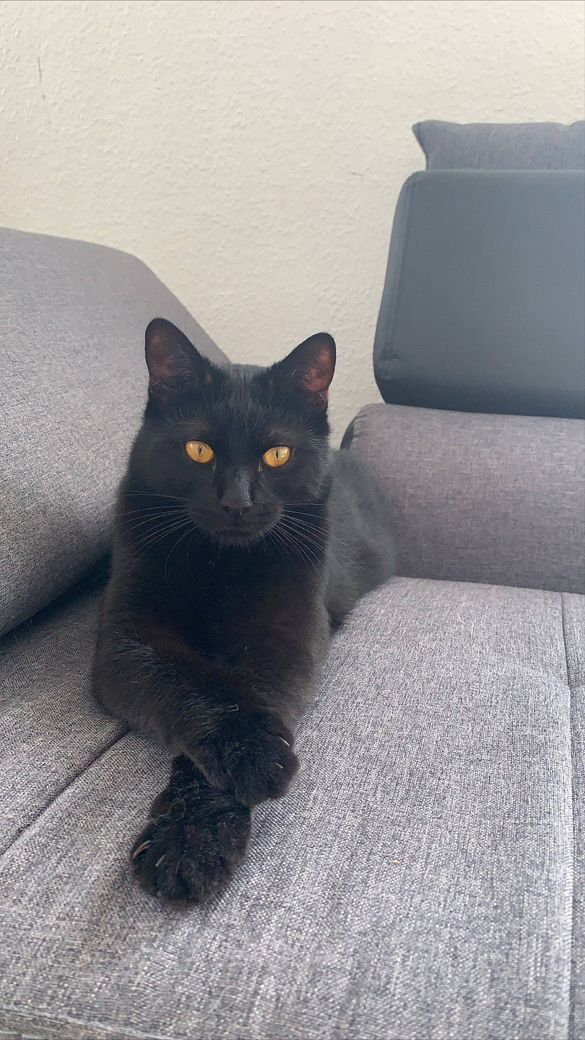 Marcel a rejoint le concours — aidez-le/la à gagner de superbes lots ! asian, black_cat, bombay, british_shorthair, carnivore, cat, chartreux, domestic_short_haired_cat, felidae, korat, mammal, nebelung, russian_blue, small_to_medium_sized_cats, tail, vertebrate, whiskers