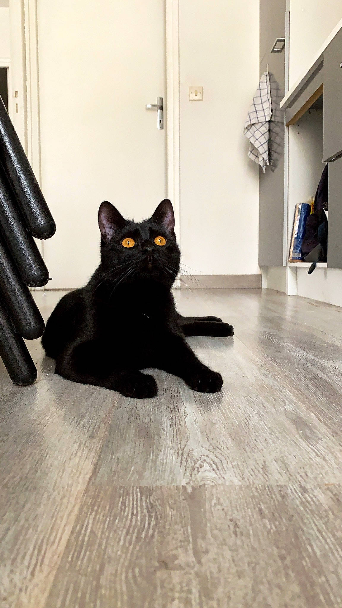 Marcel a rejoint le concours — aidez-le/la à gagner de superbes lots ! black, black_cat, bombay, carnivore, cat, domestic_short_haired_cat, eye, felidae, floor, flooring, footwear, hardwood, laminate_flooring, room, small_to_medium_sized_cats, tail, tile, whiskers, wood, wood_flooring