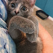 Angel joined the competition — help win amazing prizes! kitten, cat, gray_fur, pet, indoor, close_up, cute, animal, paw, feline, curious, person_holding, soft_fur, domestic_cat, young_cat, eyes, whiskers, hand, blurred_background, snuggle