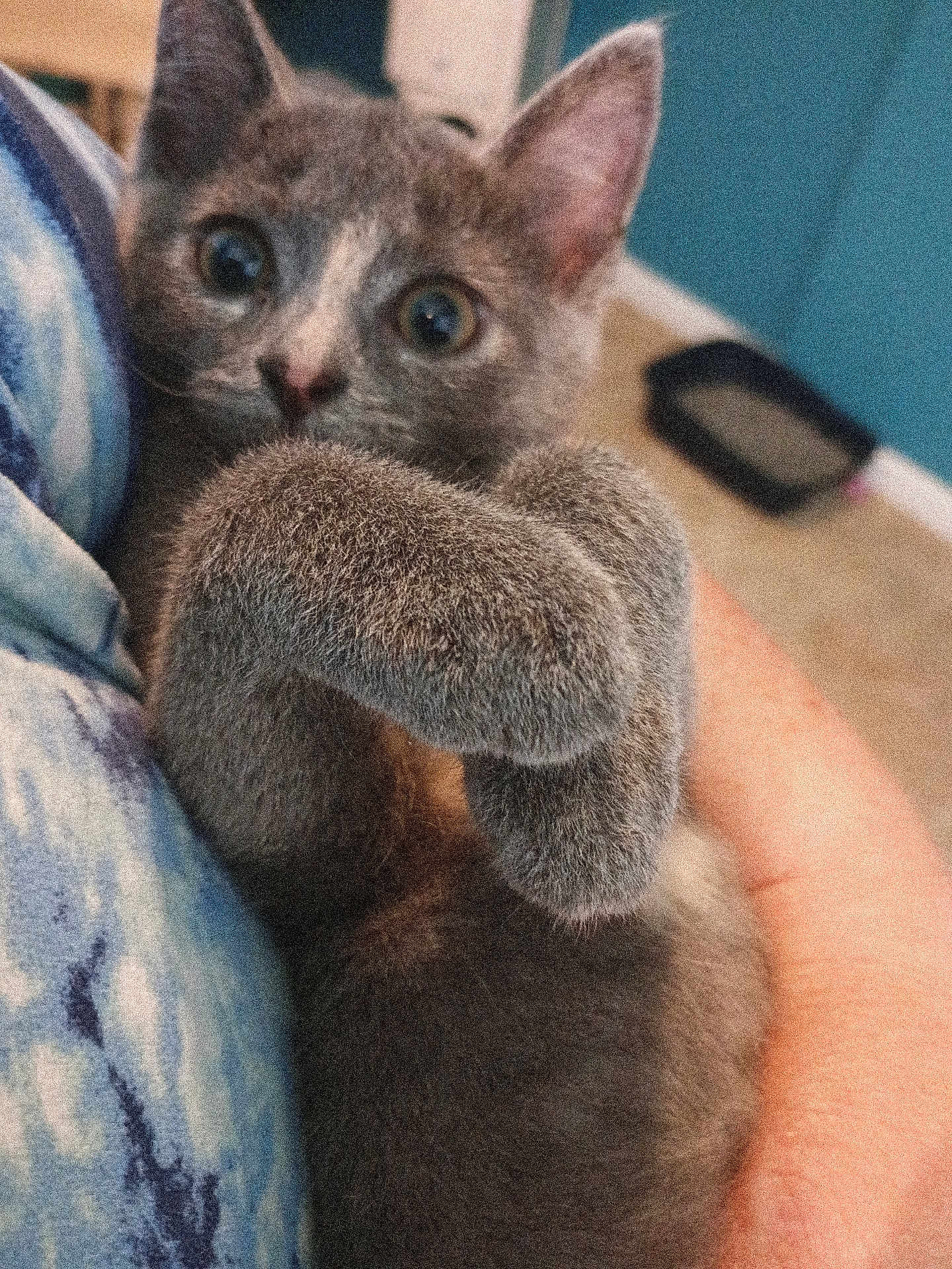Angel joined the competition — help win amazing prizes! kitten, cat, gray_fur, pet, indoor, close_up, cute, animal, paw, feline, curious, person_holding, soft_fur, domestic_cat, young_cat, eyes, whiskers, hand, blurred_background, snuggle