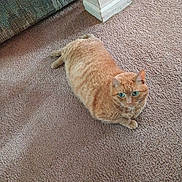 Sweetie is registered to the contest to win money with this photo: cat, orange_tabby, carpet, indoor, pet, animal, feline, relaxed, lying_down, green_eyes, corner, wall, household, mammal, domestic, cute, fur, whiskers, looking_up, cozy