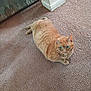 cat, orange_tabby, carpet, indoor, pet, animal, feline, relaxed, lying_down, green_eyes, corner, wall, household, mammal, domestic, cute, fur, whiskers, looking_up, cozy