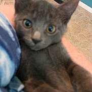 Smokie joined the competition — help win amazing prizes! cat, gray_cat, blurry, close_up, indoor, floor, tile_floor, litter_box, blue_wall, pet, animal, feline, looking_at_camera, holding, human_arm, soft_focus, eyes, ears, face, domestic_cat