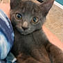 cat, gray_cat, blurry, close_up, indoor, floor, tile_floor, litter_box, blue_wall, pet, animal, feline, looking_at_camera, holding, human_arm, soft_focus, eyes, ears, face, domestic_cat