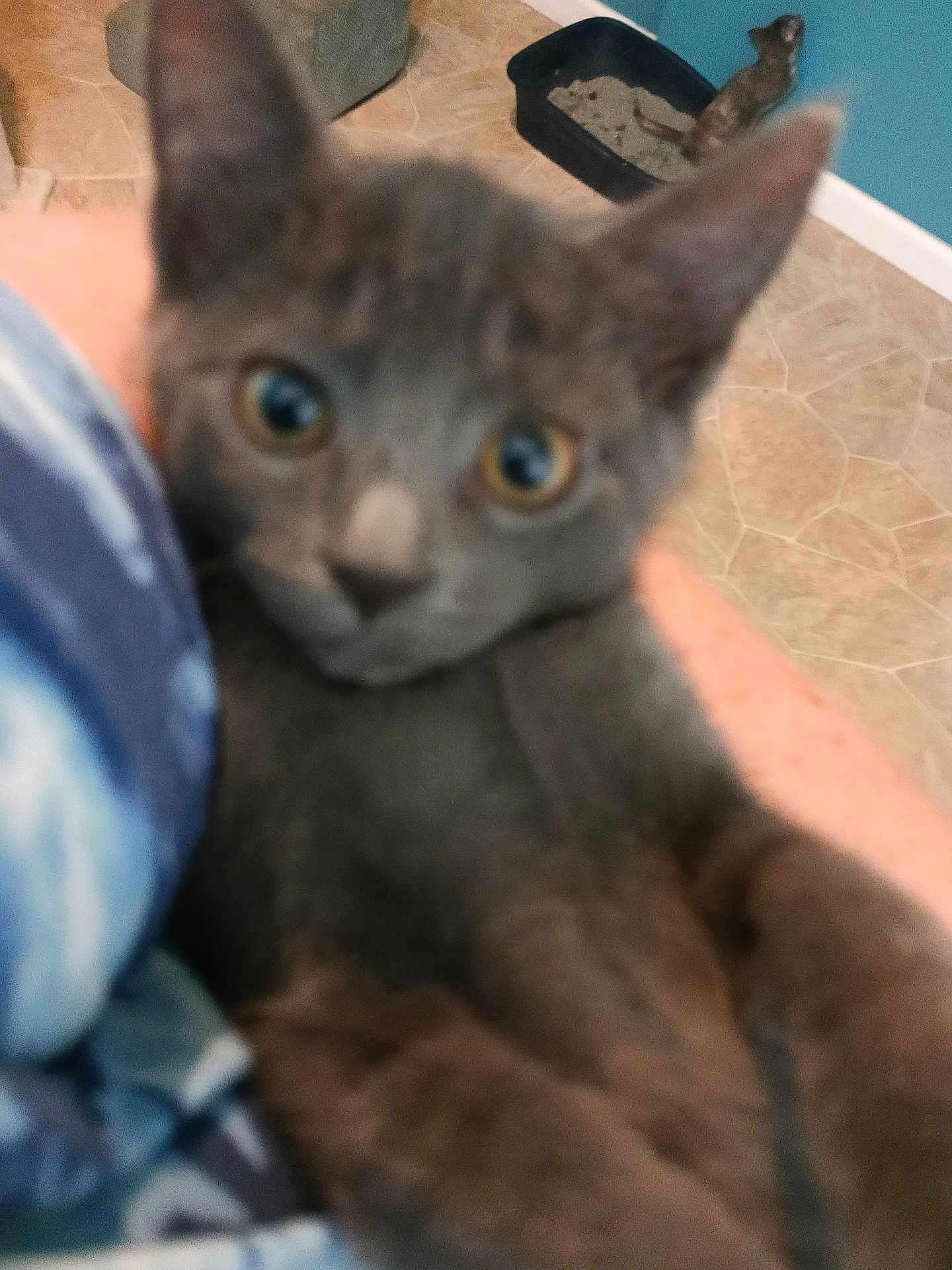 Smokie