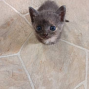 Lovey is registered to the contest to win money with this photo: kitten, cat, gray_fur, small, cute, looking_up, floor, tile, indoor, pet, animal, young, fur, whiskers, ears, eyes, mammal, adorable, curious, domestic