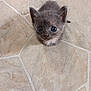 kitten, cat, gray_fur, small, cute, looking_up, floor, tile, indoor, pet, animal, young, fur, whiskers, ears, eyes, mammal, adorable, curious, domestic