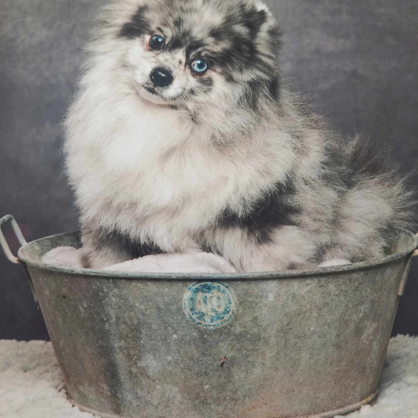 Guizmo participe au concours pour gagner de l'argent avec cette photo : animal, bathing, bathtub, bucket, canine, cat, cockerspaniel, dog, dogbed, eskimodog, face, head, husky, kitten, papillon, person, pet, photography, puppy, tub