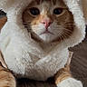 animal, cat, costume, cute, domestic_animal, feline, floor, fluffy, fur, hood, indoor, mammal, orange_cat, paws, pet, portrait, sleepwear, whiskers, white_cat, wood_floor