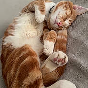 Mochi is registered to the contest to win money with this photo: animal, blanket, cat, cozy, cute, cute_pet, domestic_animal, feline, fur, ginger_cat, indoor, nap, paw, pet, relaxed, resting, sleeping, soft, whiskers, white_fur