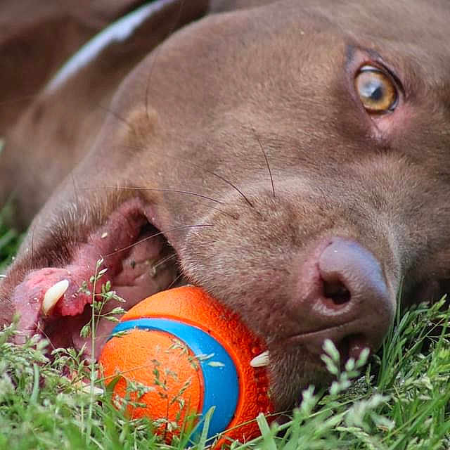 Chad is registered to the contest to win money with this photo: animal, ball, bulldog, canine, dog, football, grass, labradorretriever, pet, pig, pitbull, plant, pointer, puppy, soccer, soccerball, sphere, sport, tennis, tennisball