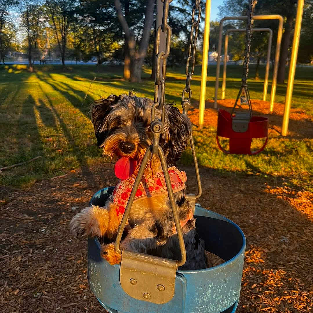 Whiskeydawn joined the competition — help win amazing prizes! animal, canine, daylight, dog, grass, happy, harness, metal_chain, nature, outdoor, park, pet, playground, shadow, sunlight, swing, toddler_swing, tongue_out, tree, wood_chips