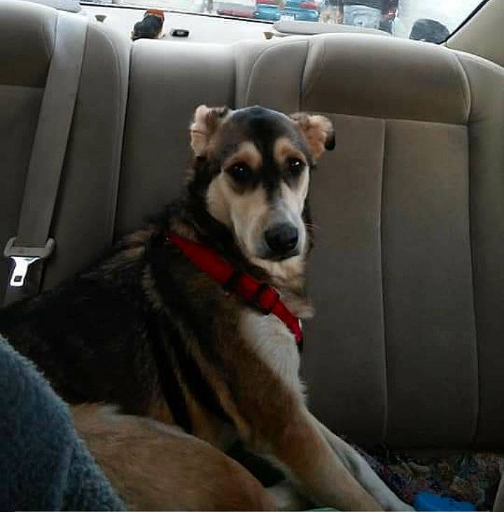 Doc is registered to the contest to win money with this photo: canidae, carnivore, companion_dog, dog, dog_breed, labrador_husky, mammal, rare_breed_dog, siberian_husky, sled_dog, snout, sporting_group, vertebrate