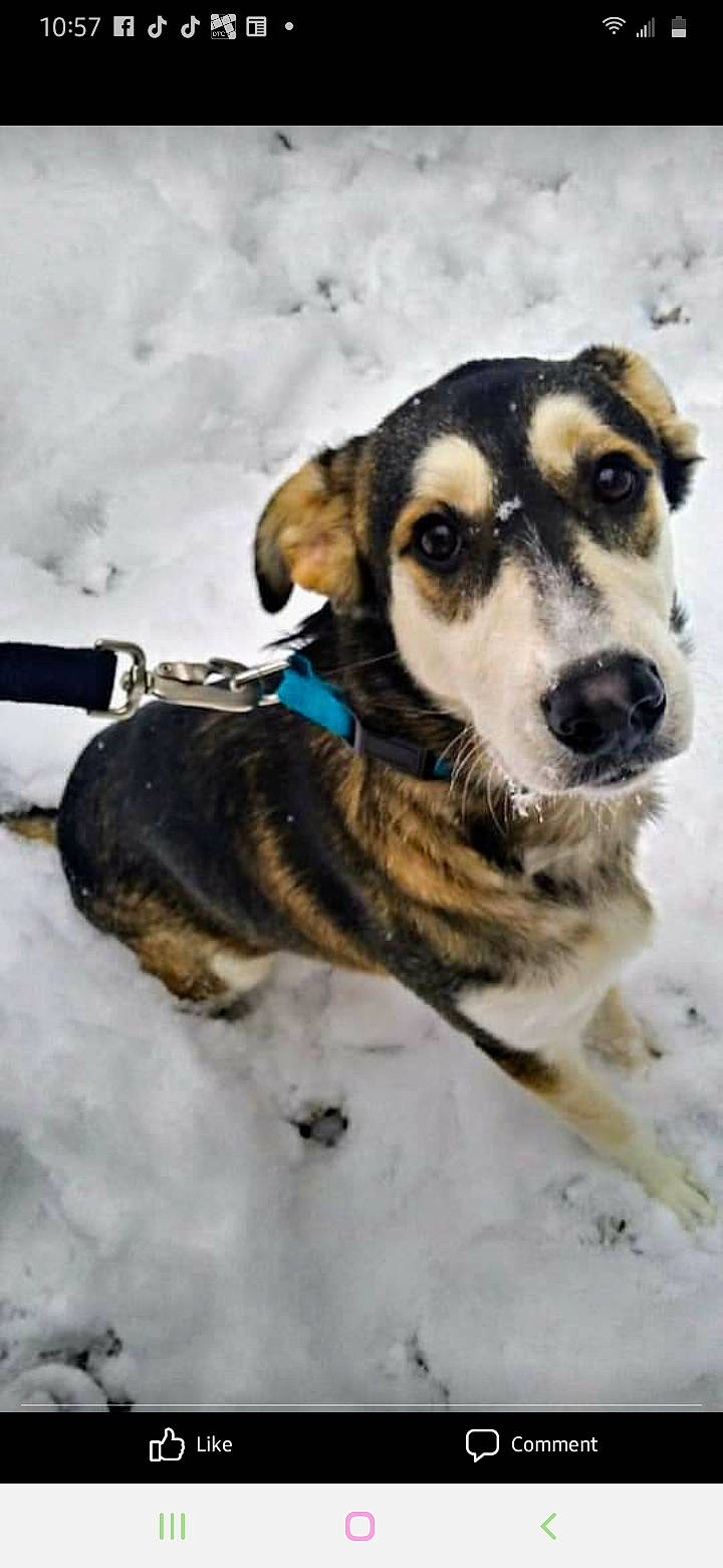 Doc is registered to the contest to win money with this photo: canidae, carnivore, dog, dog_breed, mammal, rare_breed_dog, snout, snow, sporting_group, street_dog, winter